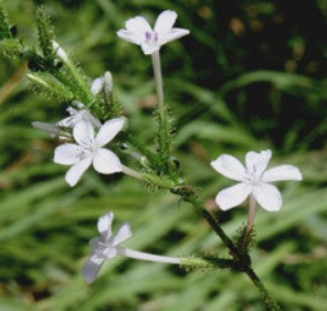 White Plumbago