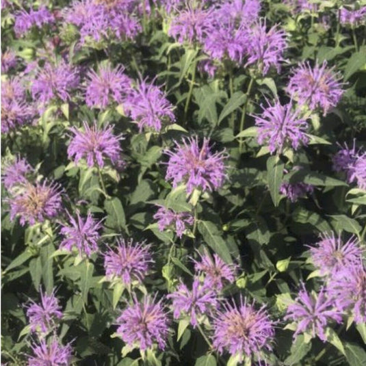 Wild Bergamot