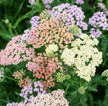Yarrow