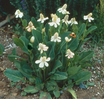 Yerba Mansa