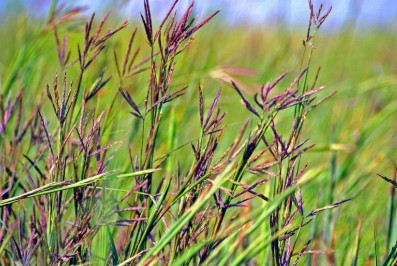 Big Bluestem Grass