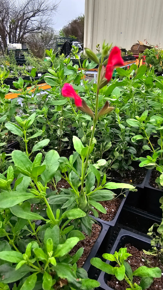 Red Autumn Sage ON SALE!