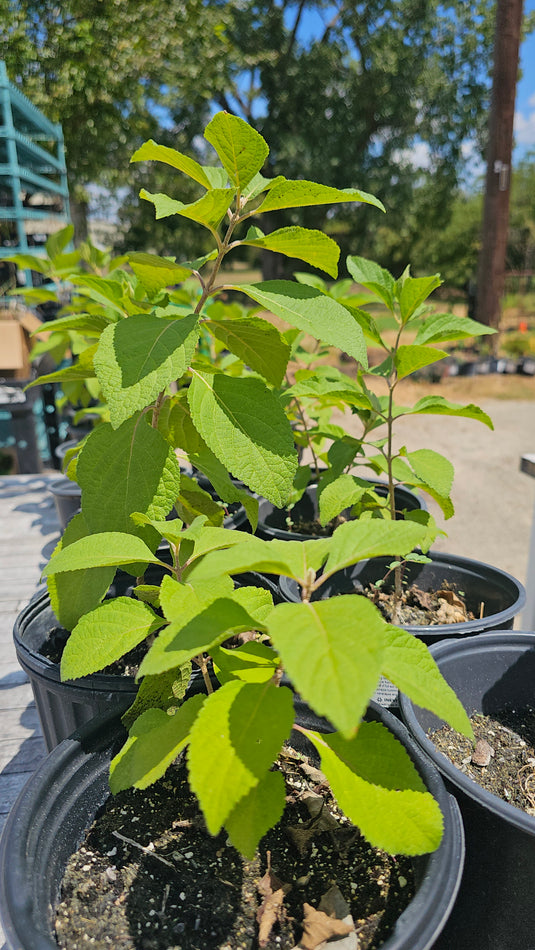 American Beautyberry ON SALE