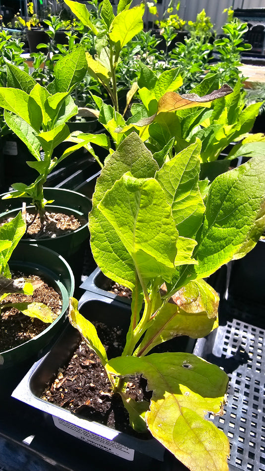 Frostweed