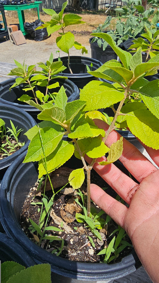 Mexican Beautyberry
