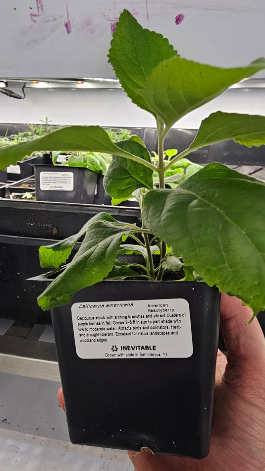 American Beautyberry