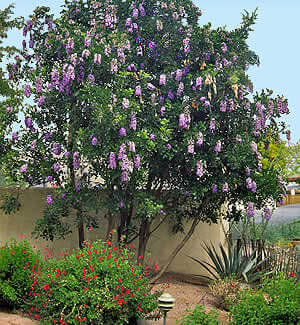 Texas Mountain Laurel