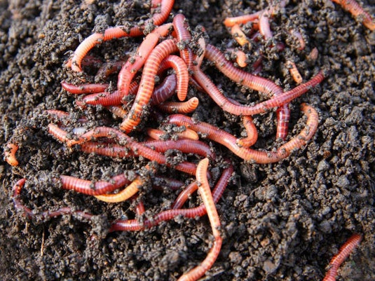 Worm Castings